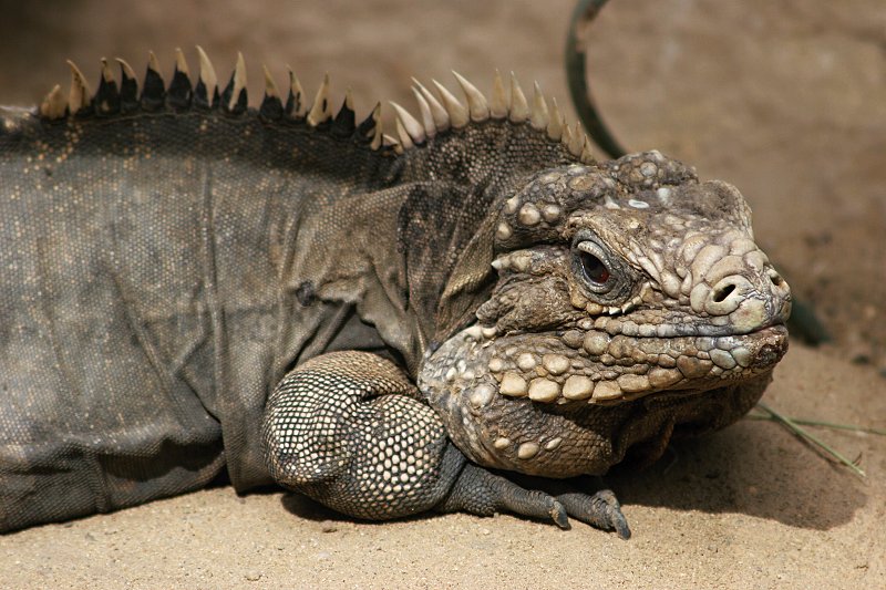 Leguán kubánský, foto (c) Zoo Praha